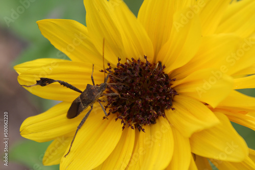 Insect on a yellow flower photo