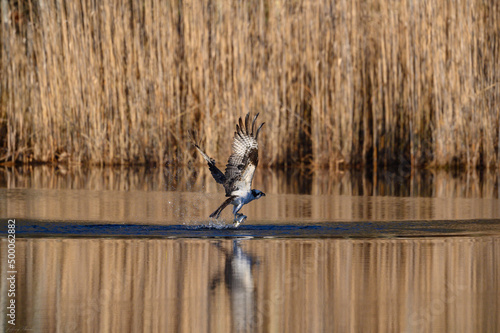 Osprey bird fishing for Alewife fish in the pond during spring photo