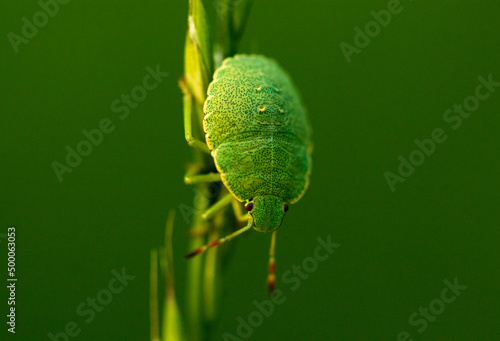 Print op canvas Selective focus shot of a green bug on plant against a green background
