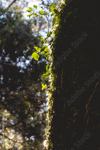 Beautiful details in a old tree with moss, plant and vines under the sunlight in the forest ('Jungla Valdiviana') in the afternoon, Valdivia, Chile photo