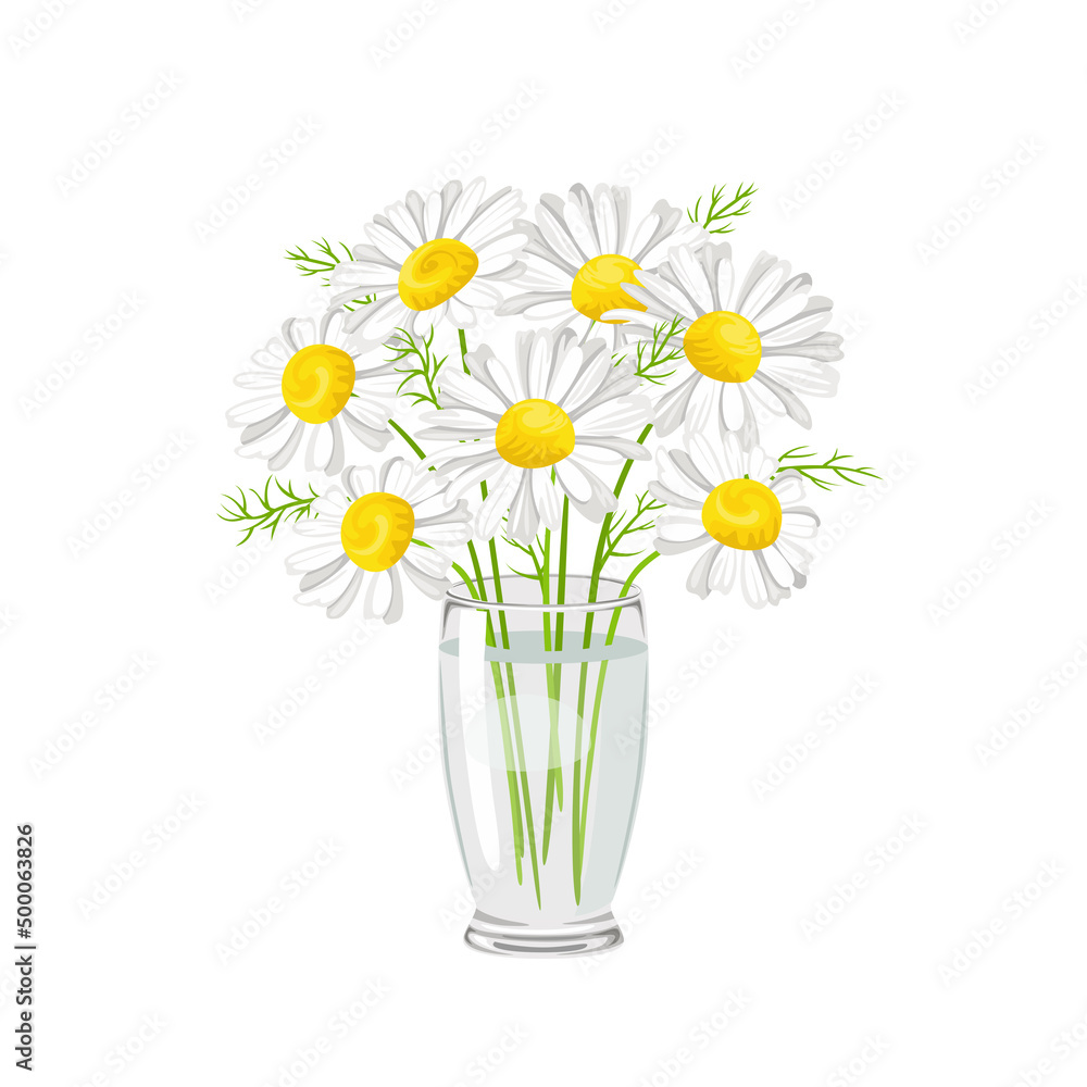 Fototapeta premium Bouquet of daisy in transparent glass vase isolated on white background. Wildflowers vector illustration in cartoon flat style.
