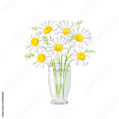 Bouquet of daisy in transparent glass vase isolated on white background. Wildflowers vector illustration in cartoon flat style.