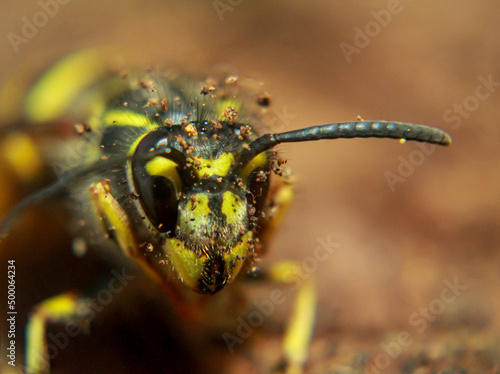 Eine extreme Nahaufnahme einer Wespe. Eine Wespe, Hautflügler (Hymenoptera). © boedefeld1969