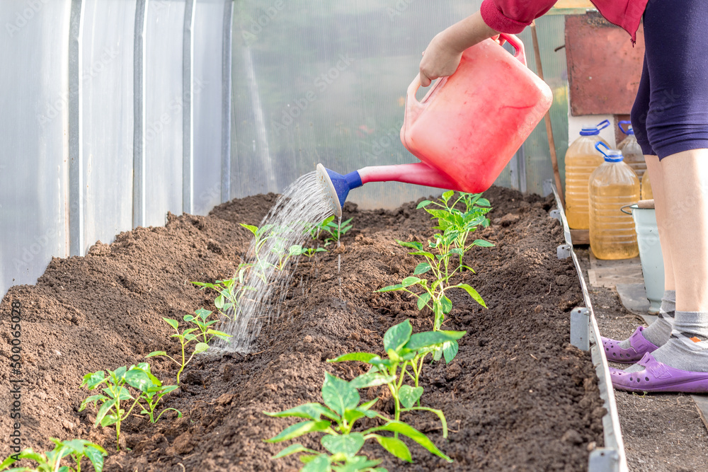 Fototapeta premium Metal watering can used to water the green grass