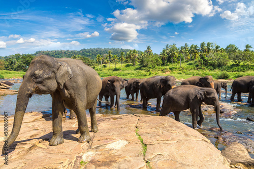 Herd of elephants in Sri Lanka