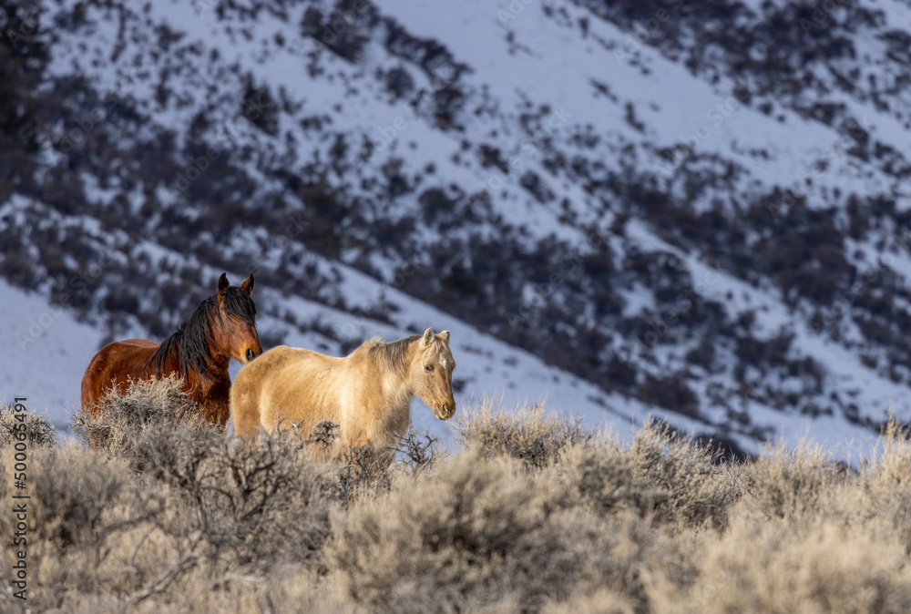 Beautiful Wild Horses Near Challis Idaho in Winter Beautiful Wild Horses Near Challis Idaho in Winter