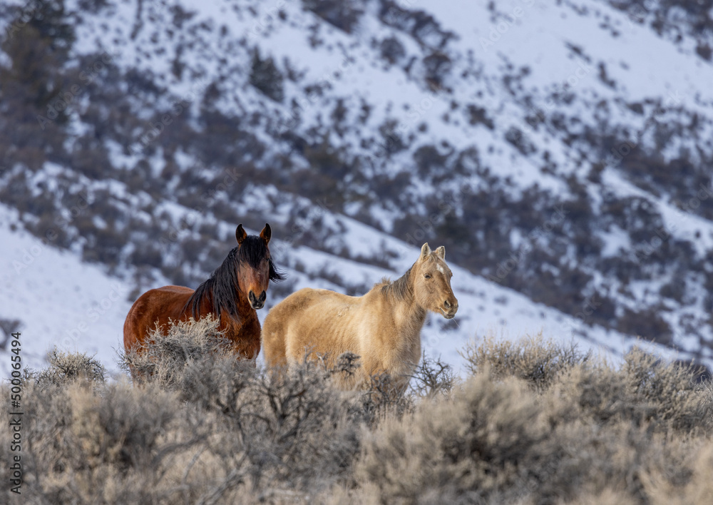 Beautiful Wild Horses Near Challis Idaho in Winter Beautiful Wild Horses Near Challis Idaho in Winter