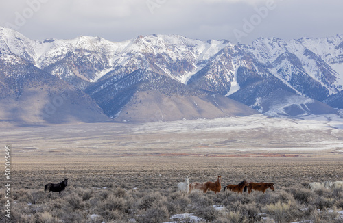 Beautiful Wild Horses Near Challis Idaho in Winter © natureguy