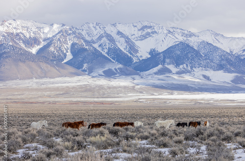 Beautiful Wild Horses Near Challis Idaho in Winter