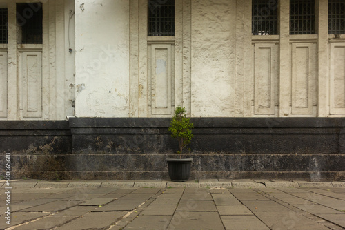 Potted plant in front of an old building in Kota Tua, Jakarta photo