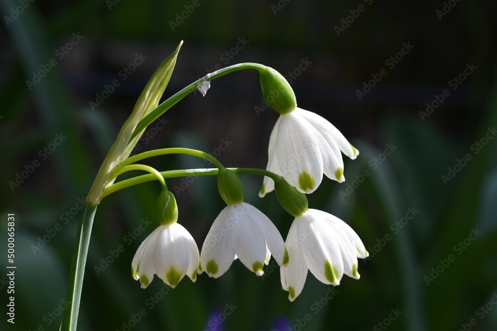 Loddon lily - summer snowflake Loddon lily - summer snowflake
