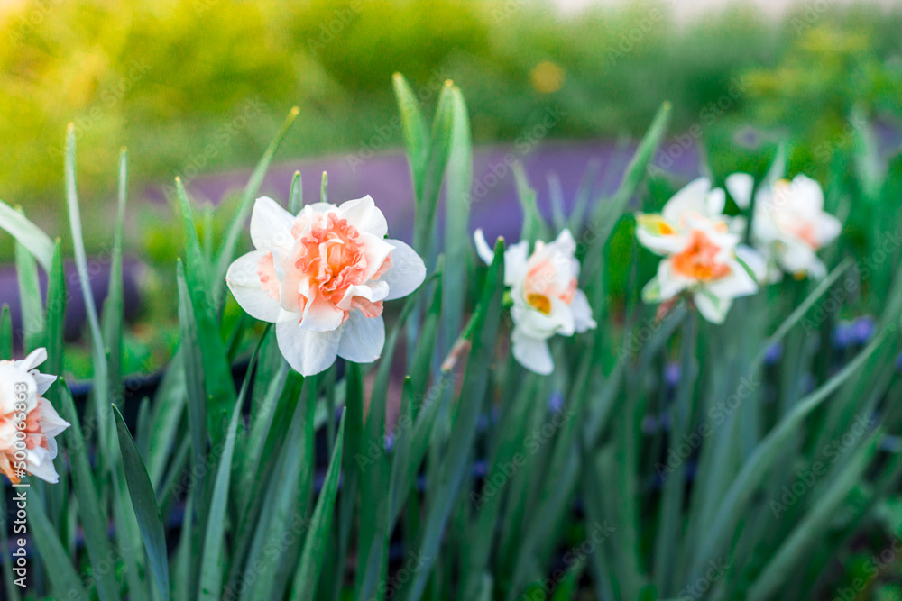 Daffodil flowers bloom in the garden in spring Daffodil flowers bloom in the garden in spring