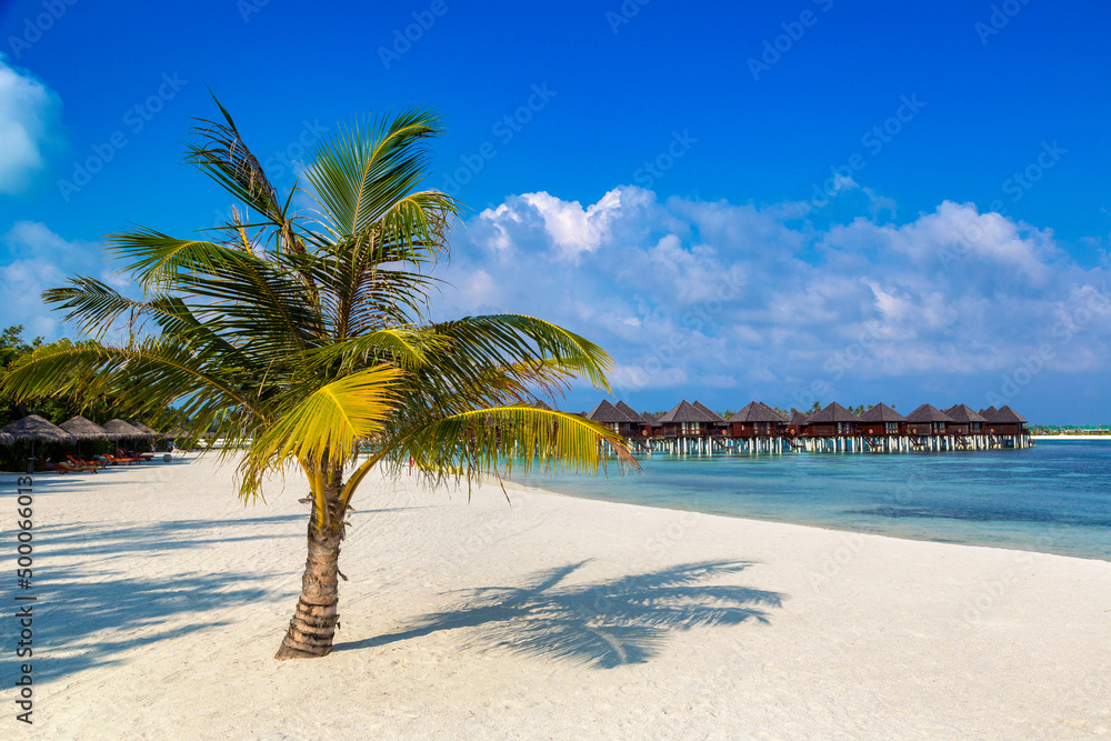 Tropical beach with single palm