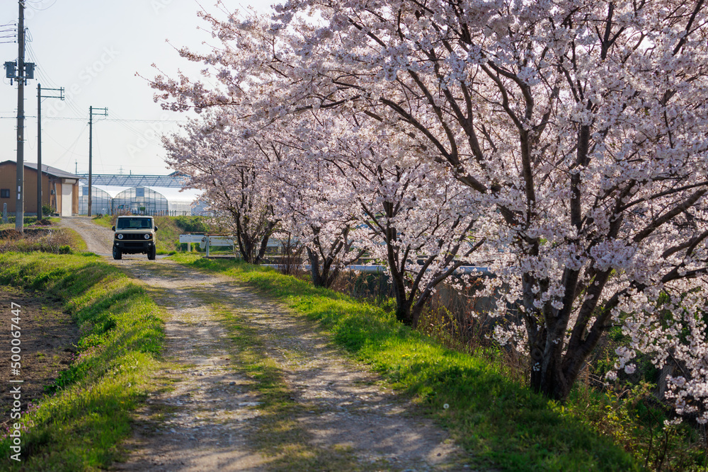 Vehicle at end of country dirt road lined by cherry trees in full bloom Vehicle at end of country dirt road lined by cherry trees in full bloom