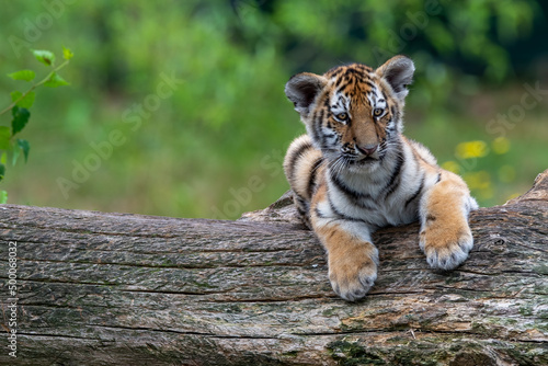 Tela Cute wild tiger cub lying down on a wooden log on a blurred background