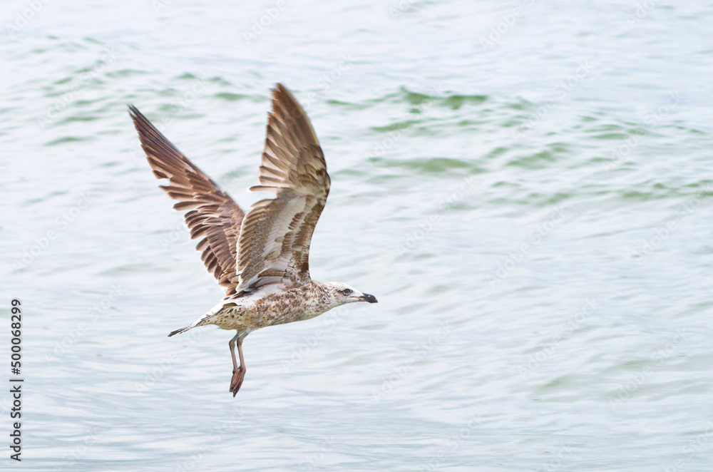 Seagull taking off to the right, in Ribeirao da Ilha beach, Florianópolis, Brazil Seagull taking off to the right, in Ribeirao da Ilha beach, Florianópolis, Brazil