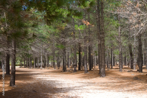 View of symmetrically planted trees in a forest under the bright sunlight photo
