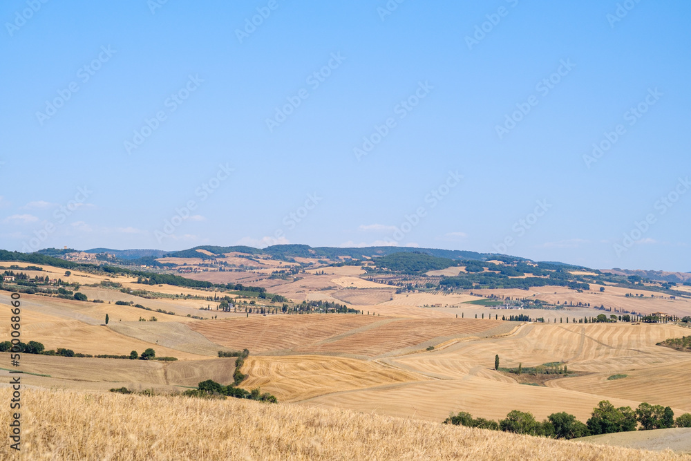 Obraz premium Summer field landscape in Tuscany with wheat fields and trees in a sunny day