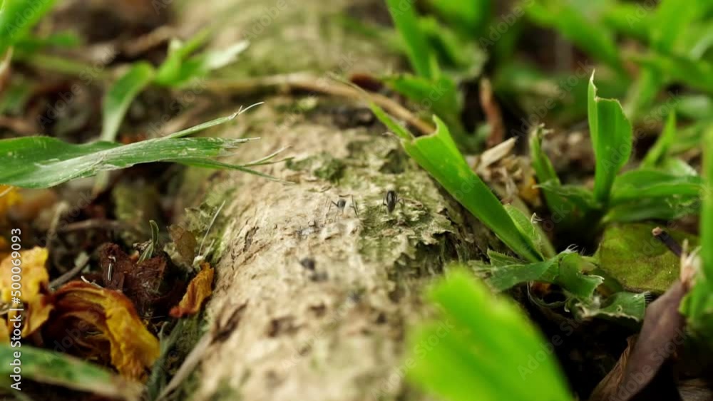 Close-up photo ofwalking ants, foraging for food on tree trunks in the forest. Close-up photo ofwalking ants, foraging for food on tree trunks in the forest.