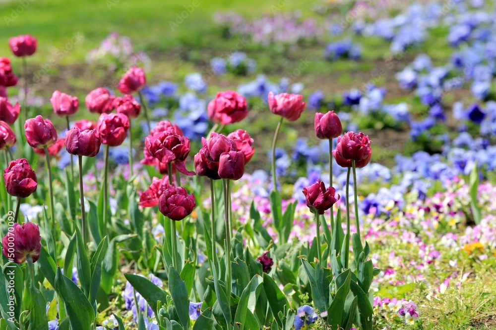 Purple tulips in the park in spring on a blurry background