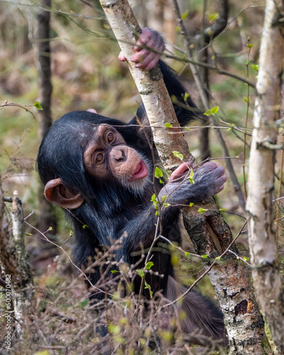 Shallow focus of a baby chimpanzee holding tree branches photo