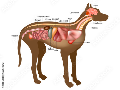 Canine Internal Anatomy Chart. Anatomy of dog with inside organ structure examination vector illustration. photo