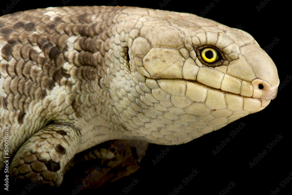 Fototapeta premium Solomon Islands skink (Corucia zebrata)
