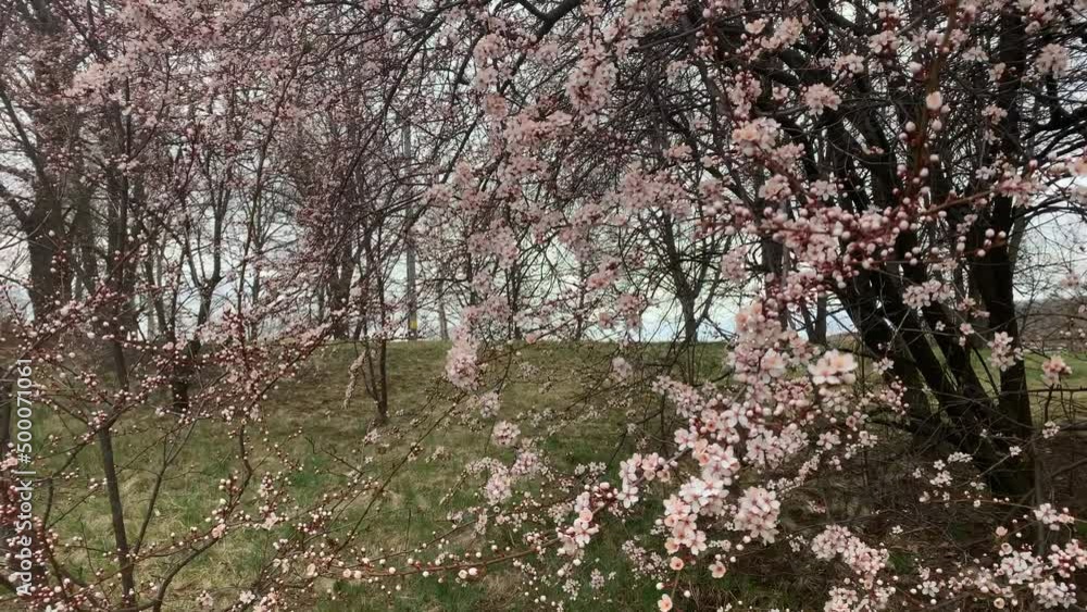 Spring pink Cherry blossoms swaying in the wind Spring pink Cherry blossoms swaying in the wind