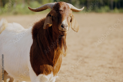 Boer buck goat closeup with blurred background on farm.