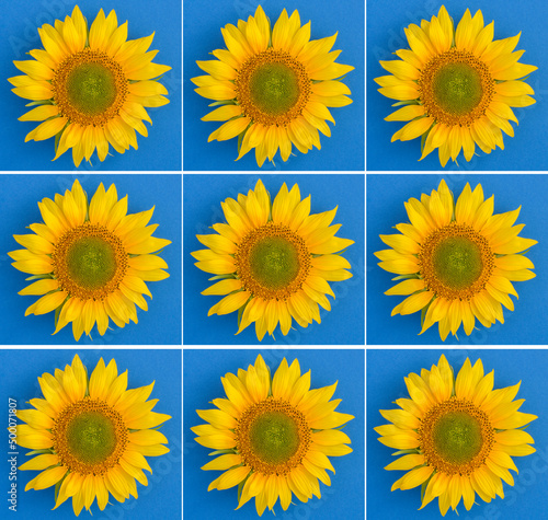 Summer collage. Sunflower on the blue background. Top view.