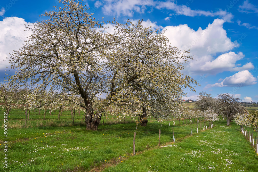 View of old gnarled blossoming cherry trees in an orchard in the Rheingau/Germany View of old gnarled blossoming cherry trees in an orchard in the Rheingau/Germany