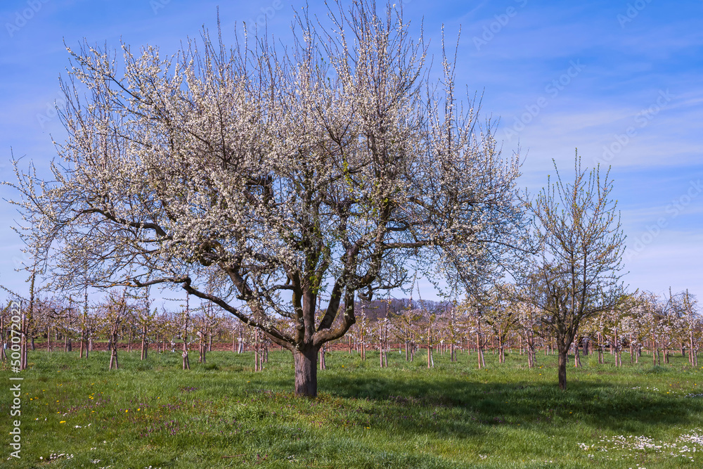 View of old gnarled blossoming cherry trees in an orchard in the Rheingau/Germany View of old gnarled blossoming cherry trees in an orchard in the Rheingau/Germany