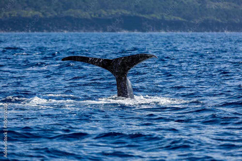 Obraz premium whale tail at the azores
