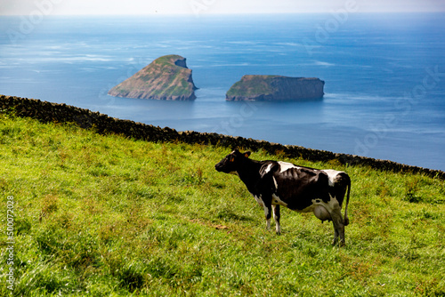 cows and volcano islands