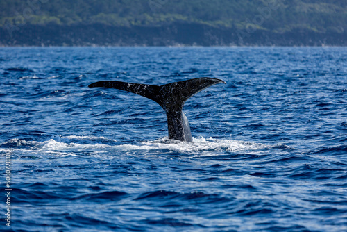 whale tail at the azores