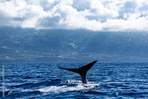 whale tail at the azores