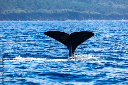 whale tail at the azores