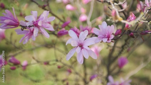 Wallpaper Mural Blooming magnolia in the city of Zielona Góra, Poland, 07.04.2022.  Torontodigital.ca