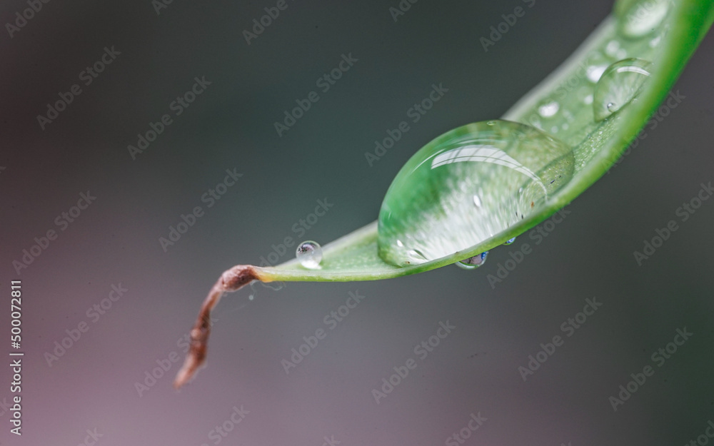 Tropical green leaves background. Summer concept. Tropical green leaves background. Summer concept.