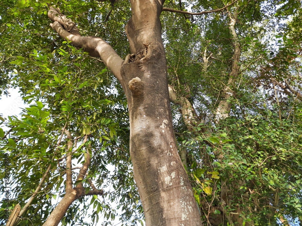 Fototapeta premium Millettia pinnata tree. It&nbsp;is a species of tree in the pea family Fabaceae. Its other names Pongamia&nbsp;pinnata, Indian beech&nbsp;and&nbsp;Pongame oiltree. Oil is extracted from its seeds. 
