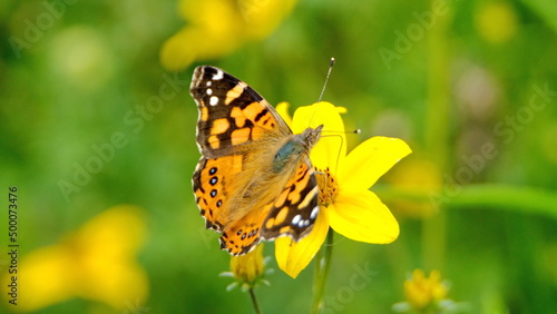 Painted lady butterfly perched on a yellow wildflower in Cotacachi, Ecuador © Angela