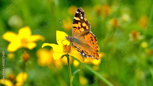 Painted lady butterfly perched on a yellow wildflower in Cotacachi, Ecuador
