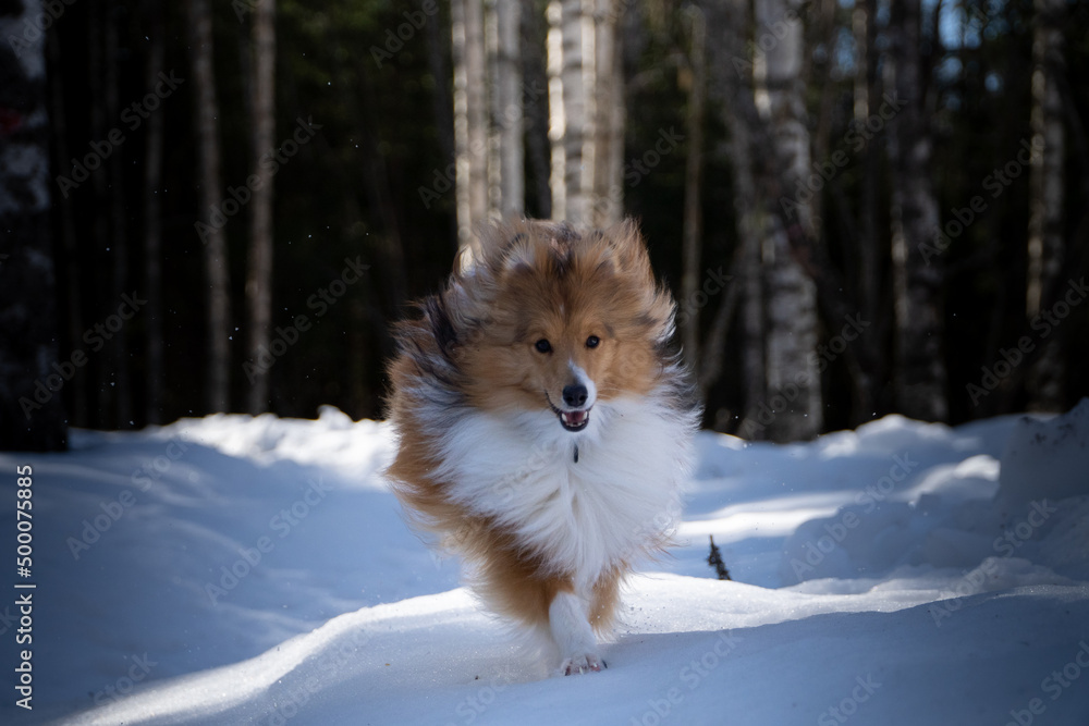 Young shetland sheepdog running in the forest