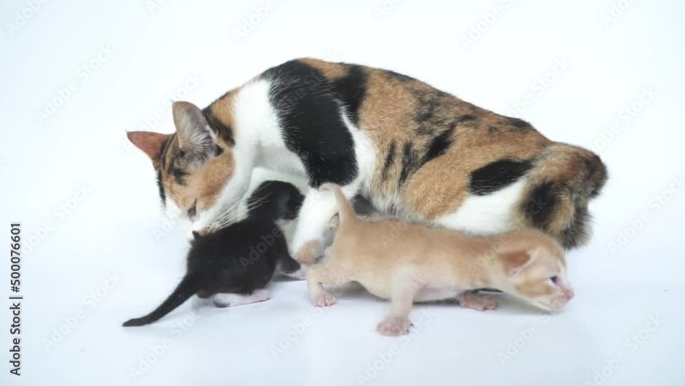 Striped female cat is breastfeeding a few days old kitten, very cute and adorable Striped female cat is breastfeeding a few days old kitten, very cute and adorable