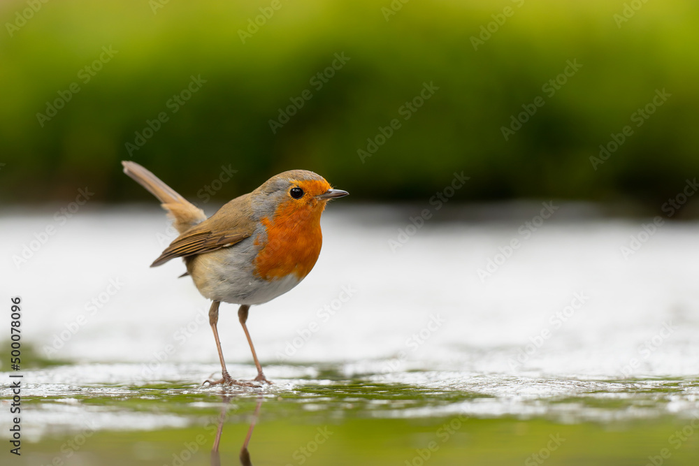 European robin (Erithacus rubecula), known simply as the robin or robin redbreast searching for food in the forest in the Netherlands European robin (Erithacus rubecula), known simply as the robin or robin redbreast searching for food in the forest in the Netherlands