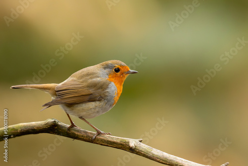 European robin (Erithacus rubecula), known simply as the robin or robin redbreast searching for food in the forest in the Netherlands © henk bogaard