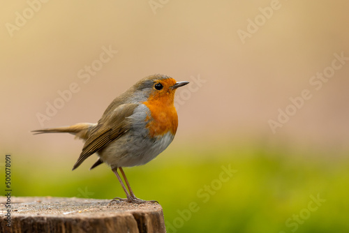 European robin (Erithacus rubecula), known simply as the robin or robin redbreast searching for food in the forest in the Netherlands