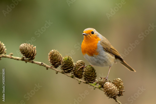 European robin (Erithacus rubecula), known simply as the robin or robin redbreast searching for food in the forest in the Netherlands