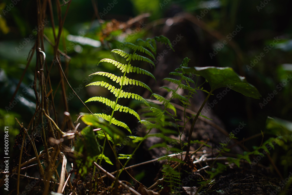 fern in the forest under the sun