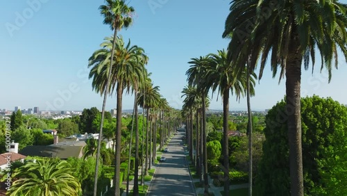 Flying Through the Iconic Beverly Hills Palm Trees, Drone Shot of Beautiful Green Palms on Residential Beverly Hills Street photo